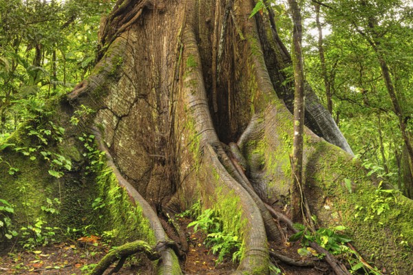 30 metre high kapok silk-cotton tree (Ceiba pentandra) in the rainforest of Arenal National Park,