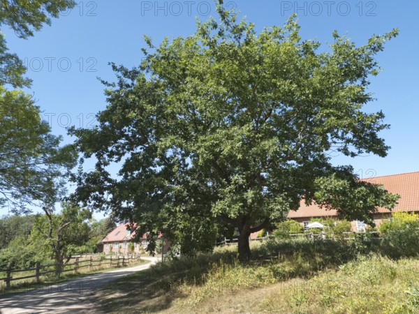 The Unity Oak, planted after the fall of the Berlin Wall, in the Schaalsee UNESCO Biosphere