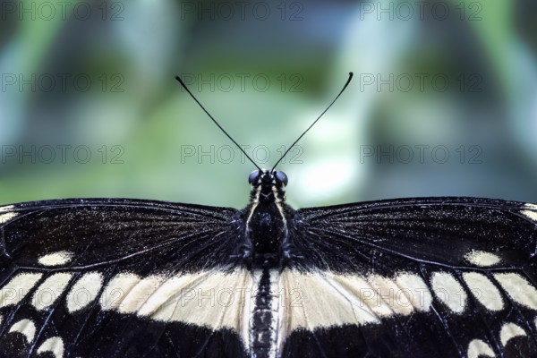 King swallowtail (Papilio thoas), captive, close-up, top view of wings, head and antennae,
