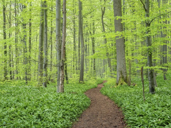 Hiking trail winds through near-natural beech forest with ramson (Allium ursinum) in spring,