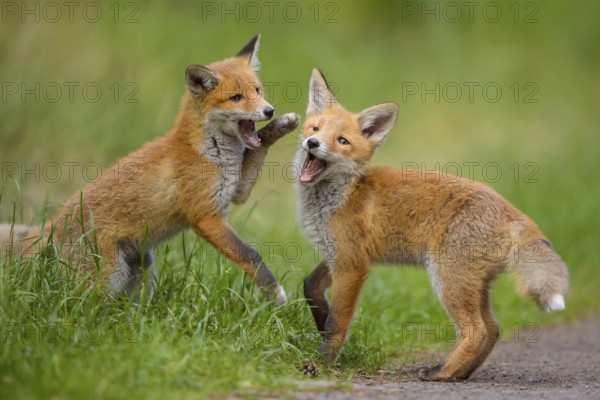 Red fox (Vulpes vulpes), two young foxes playing and practising fighting with each other, summer,