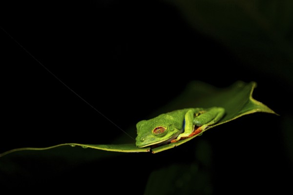 Red-eyed tree frog (Agalychnis callidryas) on a leaf, macro photograph, black background,
