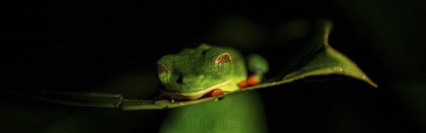 Red-eyed tree frog (Agalychnis callidryas) on a leaf, macro photograph, black background,