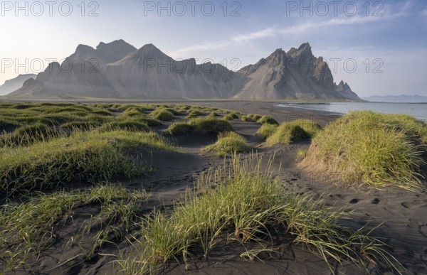 Black beach with volcanic sand, sandy beach, dunes with grass, Stokksnes headland, Klifatindur