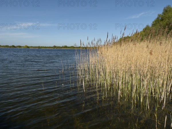 Reed bank at Mechower See in Northwest Mecklenburg in the Schaalsee UNESCO Biosphere Reserve,