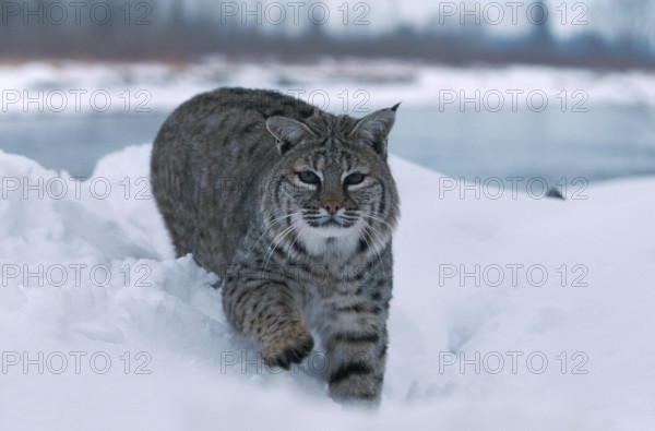 Bobcat (Lynx rufus)