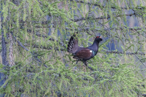 Western capercaillie (Tetrao urogallus) at courtship display in a tree National Park Kalkalpen,