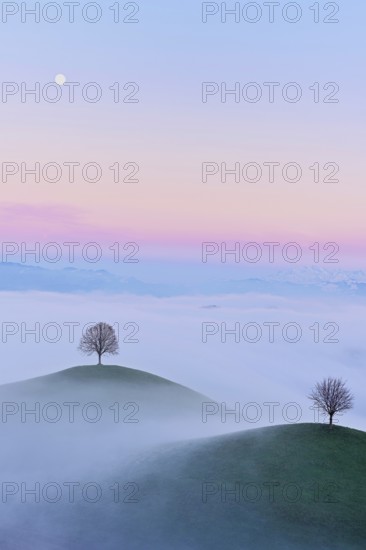 Linden trees (Tilia), in drumlin landscape in the fog, in the light of the blue hour and full moon,