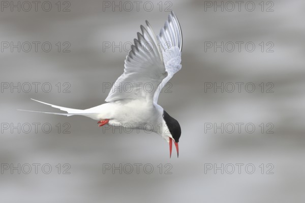 Arctic tern (Sterna paradisaea), calling with open beak, flying over mudflats, Schleswig-Holstein,