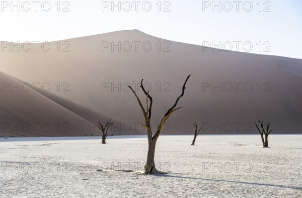 Dead camelthorn trees (Acacia erioloba) in Deadvlei, behind huge red sand dune Daddy Dune,