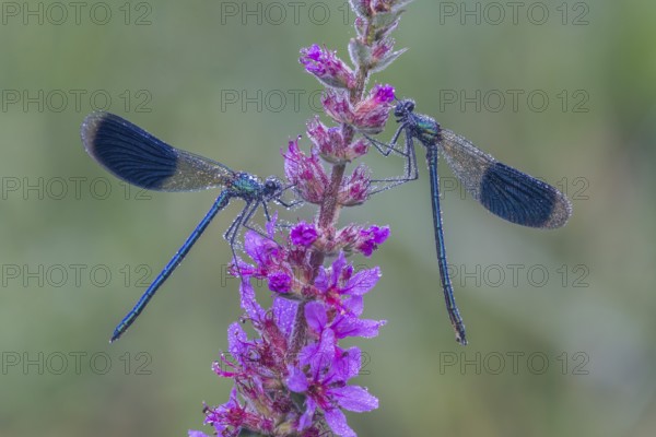 Banded Demoiselle (Calopteryx splendens), Upper Austria, Austria, Europe