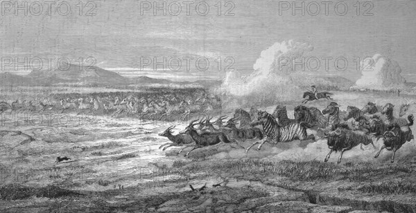 Herds of wild animals on the plains of Vaal River, zebra, antelope and wildebeest fleeing from