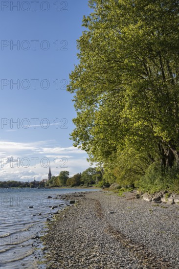 Gravel beach on the shore of Lake Constance near Radolfzell, Constance district, Baden-Württemberg,