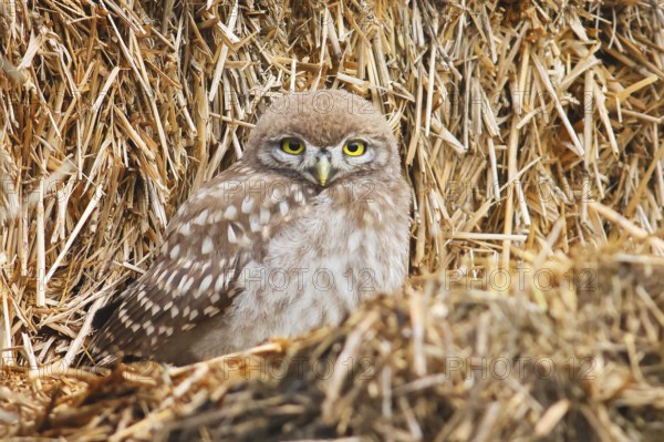 Little owl (Athene noctua) young bird sitting on a bale of straw, endangered bird species in