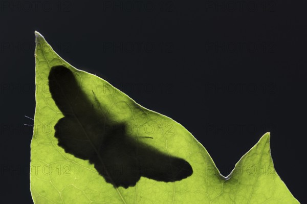 Ash-grey moth (Hypomecis punctinalis), male on a leaf in backlight, moth, North Rhine-Westphalia,
