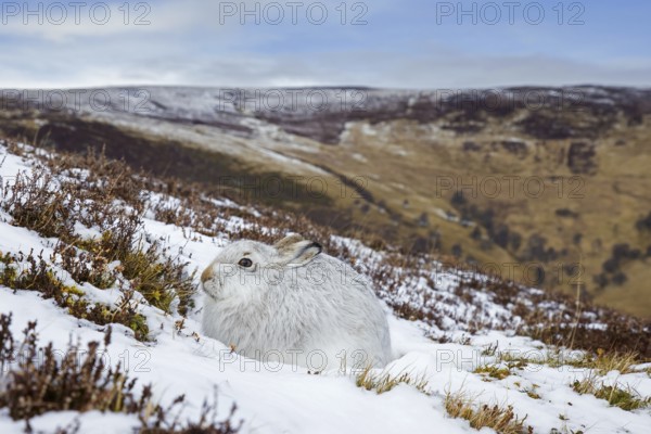 Mountain hare, alpine hare, snow hare (Lepus timidus) in white winter pelage resting in the hills