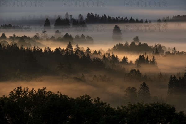 Fog between trees in the morning light, backlight, autumn, Loisach-Lake Kochel moor, Alpine