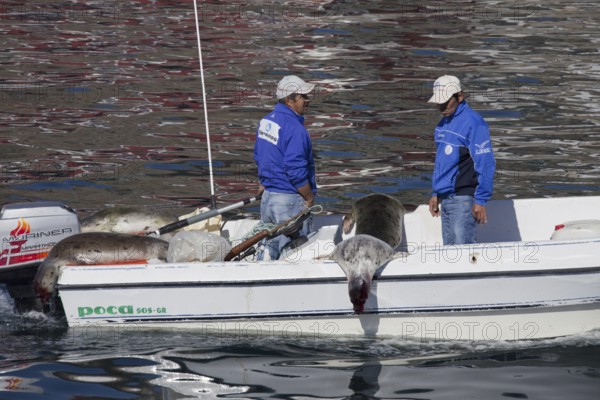 Shot Harp seals (Phoca groenlandica) in Inuit hunter's motorboat, Uummannaq, North-Greenland,