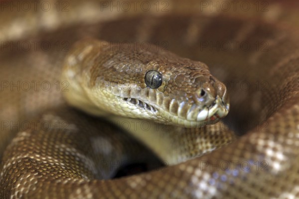 Central Carpet Python, Northern Territory, Australia (Morelia bredli)