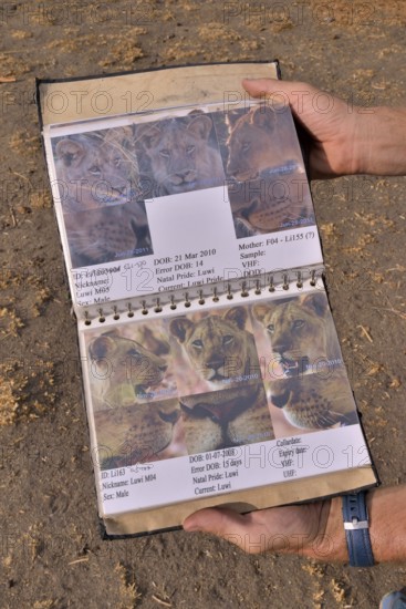 Classification guide from the Zambian Carnivore Programme, ZCP, for the lions of the Nsefu Sector,