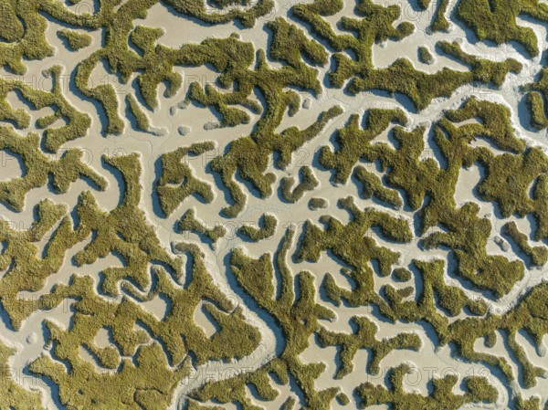 Network of dry channels and streams at low tide, in the marshland of the Bahía de Cádiz, aerial