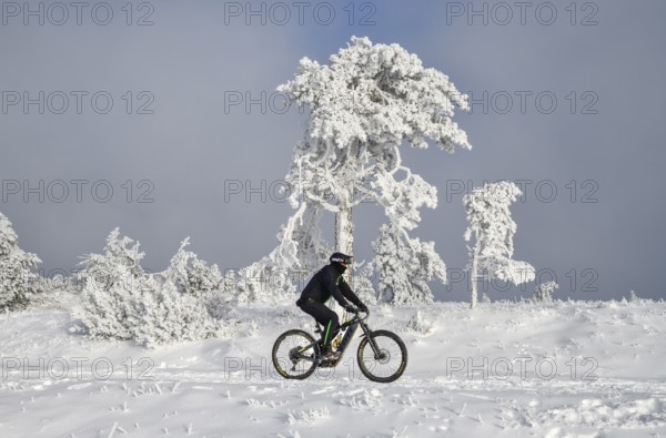Mountain biker in front of snowy pine near the peak of Hornisgrinde 1164 m, snow, near Seebach,