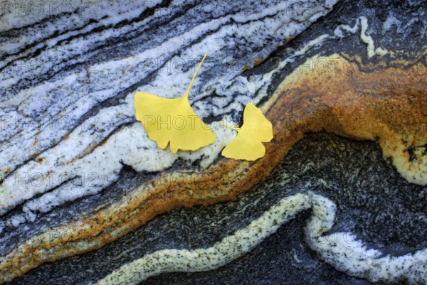 Ginkgo, Ticino, rock pattern, rock, ginkgo leaves, leaves, stone structure, Ticino, Switzerland,