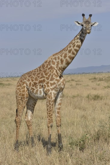 Maasai Giraffe or Kilimanjaro Giraffe (Giraffa camelopardalis tippelskirchi), Massai Mara, Rift
