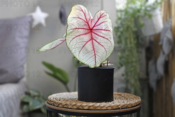 Beautiful exotic 'Caladium White Queen' plant with white leaves and pink veins in black flower pot