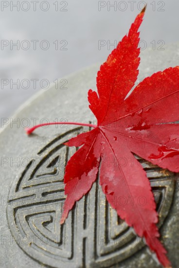 Japanese Maple leaf and Japanese emblem in stone, esotericism, symbol Japanese maple, leaf, and