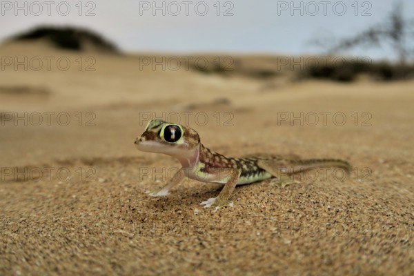 Namib gecko, namib sand gecko, web-footed gecko (Pachydactylus rangei), Namib Desert, Namibia,