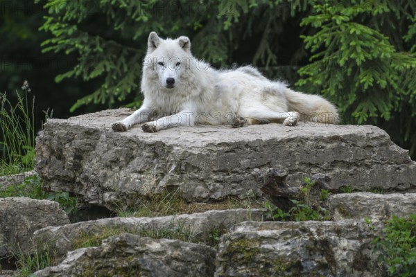 Arctic wolf (Canis lupus arctos), lying on rock, Parc Animalier de Sainte-Croix, Natural Park, near
