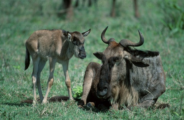 Blue Wildebeests, cow with calf, Serengeti National Park, Tanzania, eastern white-bearded
