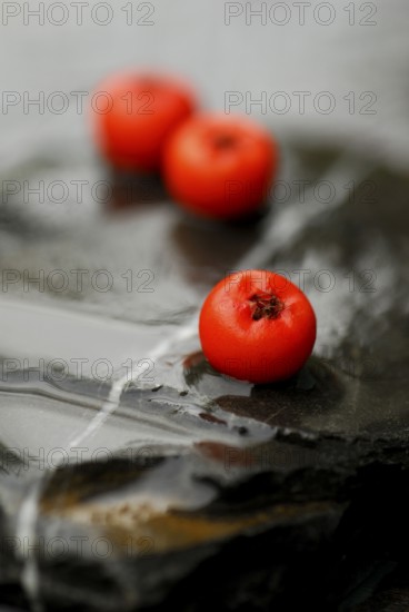 Firethornberries (Pyracantha) on stone