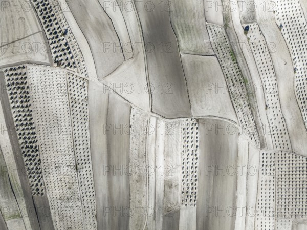 Farmland and cultivated olive trees (Olea europaea) . Aerial view. Drone shot. Granada province,