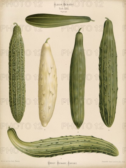 Vegetables, cucumbers, snake cucumbers, after Ernst Samuel Benary (10 November 1819, 19 February
