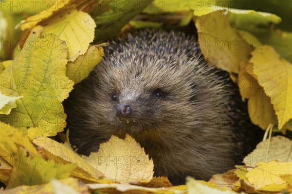 European hedgehog (Erinaceus europaeus) adult animal amongst fallen autumn leaves, Suffolk,