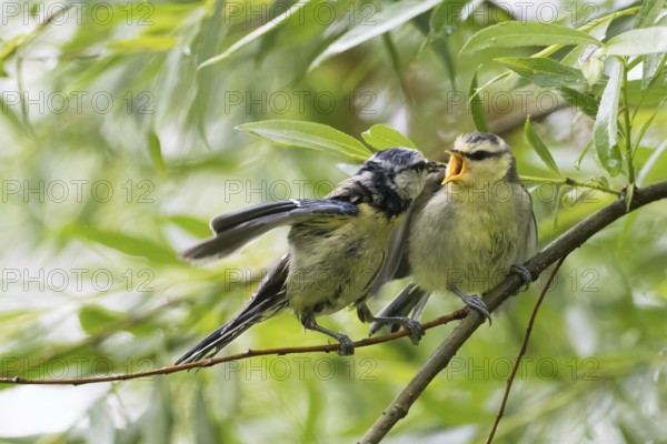 Blue tit (Cyanistes caeruleus, Parus caeruleus) feeding branchling on a branch surrounded by green