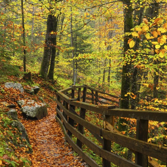 A hiking trail in the Lammerklamm gorge. Autumn, trees with colourful leaves. Scheffau, Lammertal,