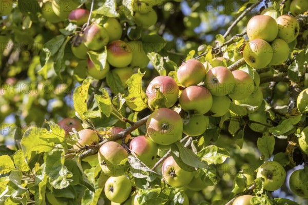 Orchard with apple tree near Herrenberg. The apple trees bear many fruits. Herrenberg,