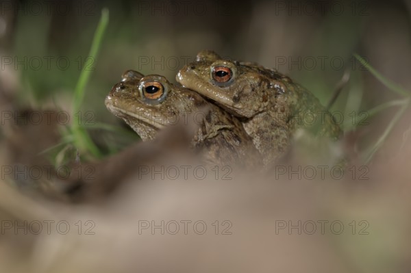 Common toad (Bufo bufo), pair, on the way to spawning waters, evening, toad migration, Bottrop,