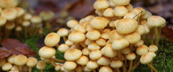 Green-leaved sulphur head (Hypholoma fasciculare), nature photograph, close-up, Schneeren, Neustadt
