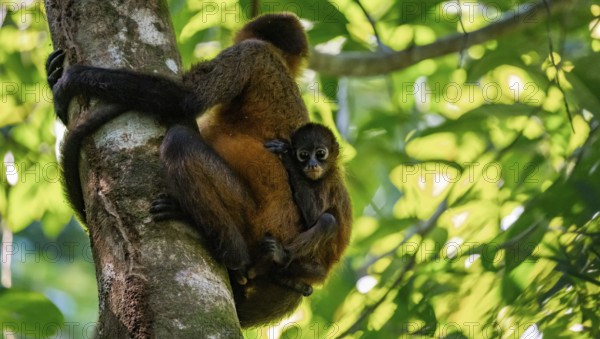 Geoffroy's spider monkey (Ateles geoffroyi) with juvenile climbing a tree in the jungle, Tortuguero