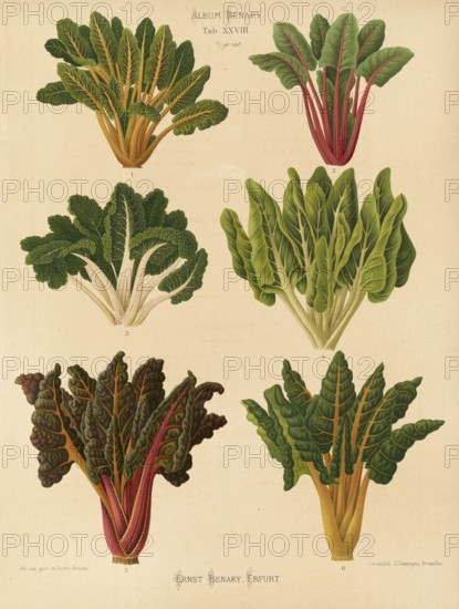 Vegetables, beetroot and chard, after Ernst Samuel Benary (10 November 1819, 19 February 1893),