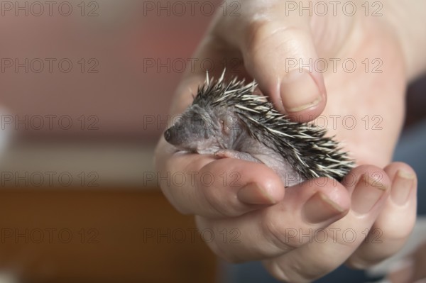 European hedgehog (Erinaceus europaeus) juvenile baby animal being held in a humans hand, Suffolk,