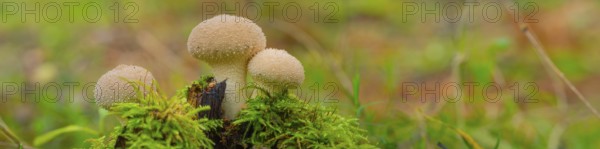 Bottle mushroom (Lycoperdon perlatum, syn. L. gemmatum), close-up, nature photograph, Neustadt am