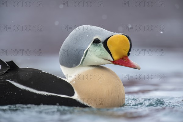 King eider (Somateria spectabilis), portrait of a male, Batsfjord, Båtsfjord, Varanger Peninsula,