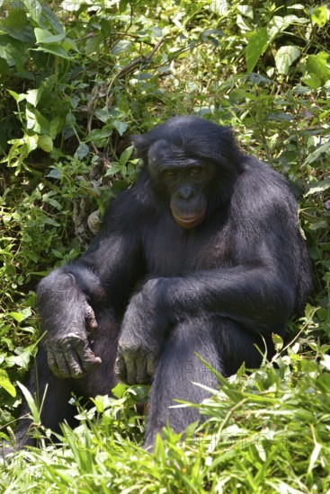 Bonobo (Pan paniscus), Lola ya Bonobo Sanctuary, Kimwenza, Mont Ngafula, Kinshasa, Democratic
