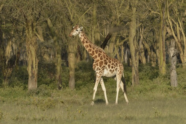 Rothschild Giraffe or Ugandan Giraffe (Giraffa camelopardalis rothschildi), Lake Nakuru National