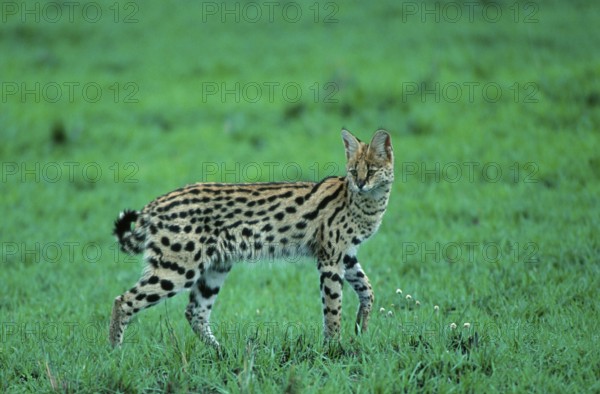 Serval (Felis serval) Serengeti National Park, Tanzania, Serengeti National Park, lateral, side,